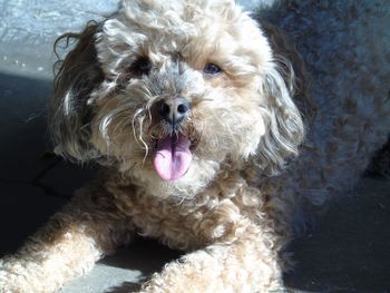 Close-up portrait of dog