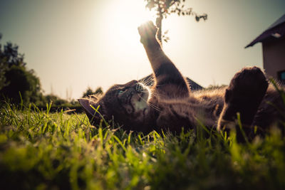 Cat on her back playing with sun as backlight
