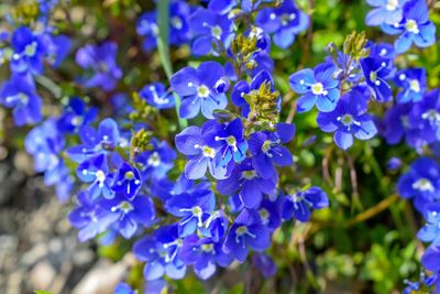 Close-up of purple flowering plants in park