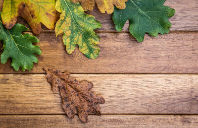 High angle view of leaves on table