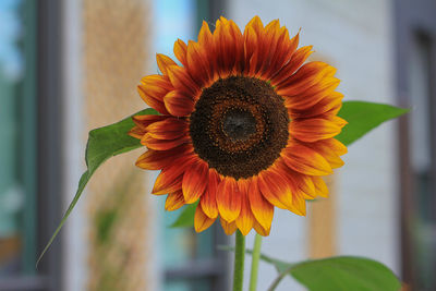 Close-up of sunflower blooming outdoors