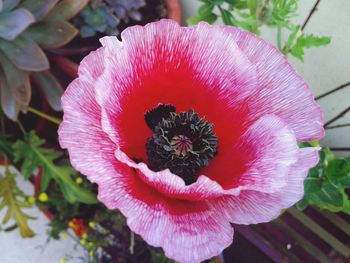 Close-up of pink flowers