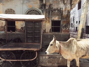 Horse in front of built structure