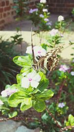 Close-up of butterfly on flower