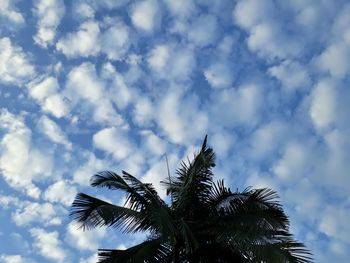 Low angle view of palm tree against sky