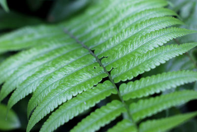 Close-up of wet leaves on plant