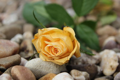 Close-up of rose blooming outdoors