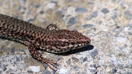 Close-up of lizard on rock