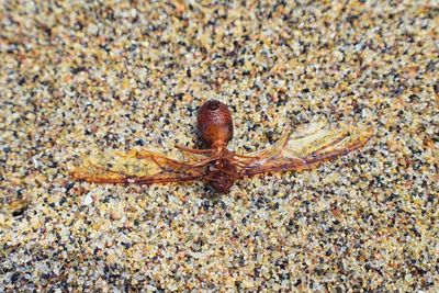 High angle view of crab on sand