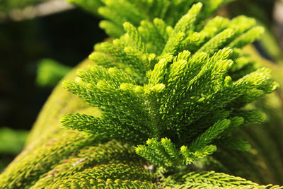 Close-up of fresh green plant