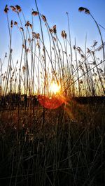 Close-up of grass on field against sky during sunset