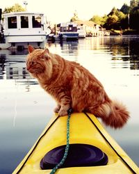 Cat sitting on kayak moored in river against sky