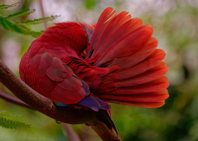 Close-up of red flower