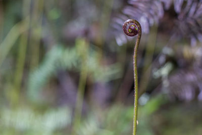 Unfurling silver fern frond. iconic new zealand koru