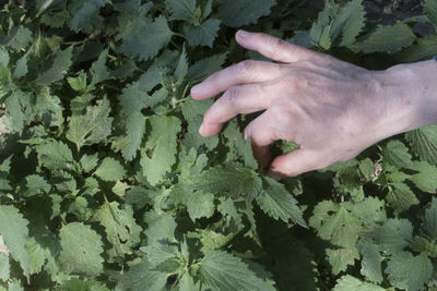 Cropped image of hand holding leaves on plant