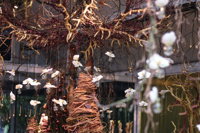 Close-up of illuminated christmas tree during winter