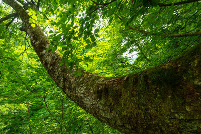 Low angle view of tree in forest