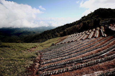 Scenic view of agricultural field against sky