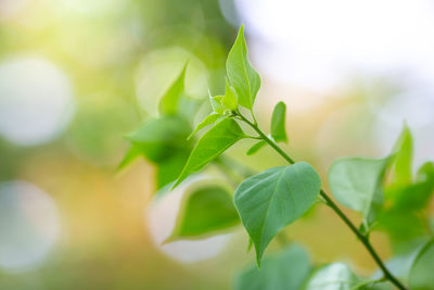 Close-up of green leaves