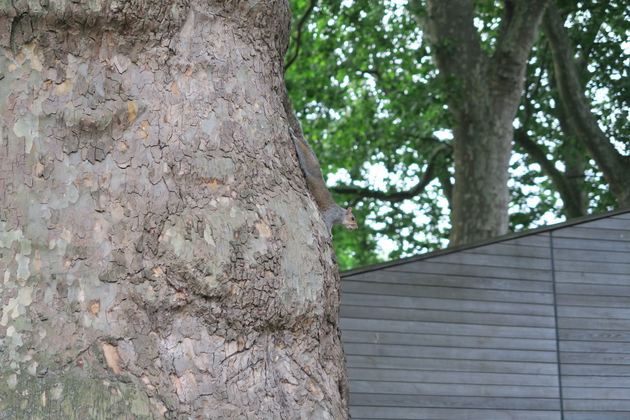 LOW ANGLE VIEW OF TREE AGAINST BUILT STRUCTURE