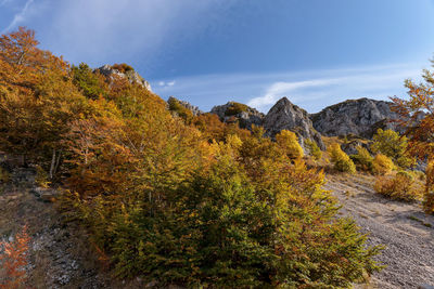 Plants growing on rock against sky