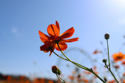 Close-up of orange flowering plant against blue sky