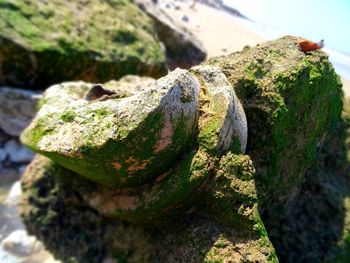 Close-up of moss on rock