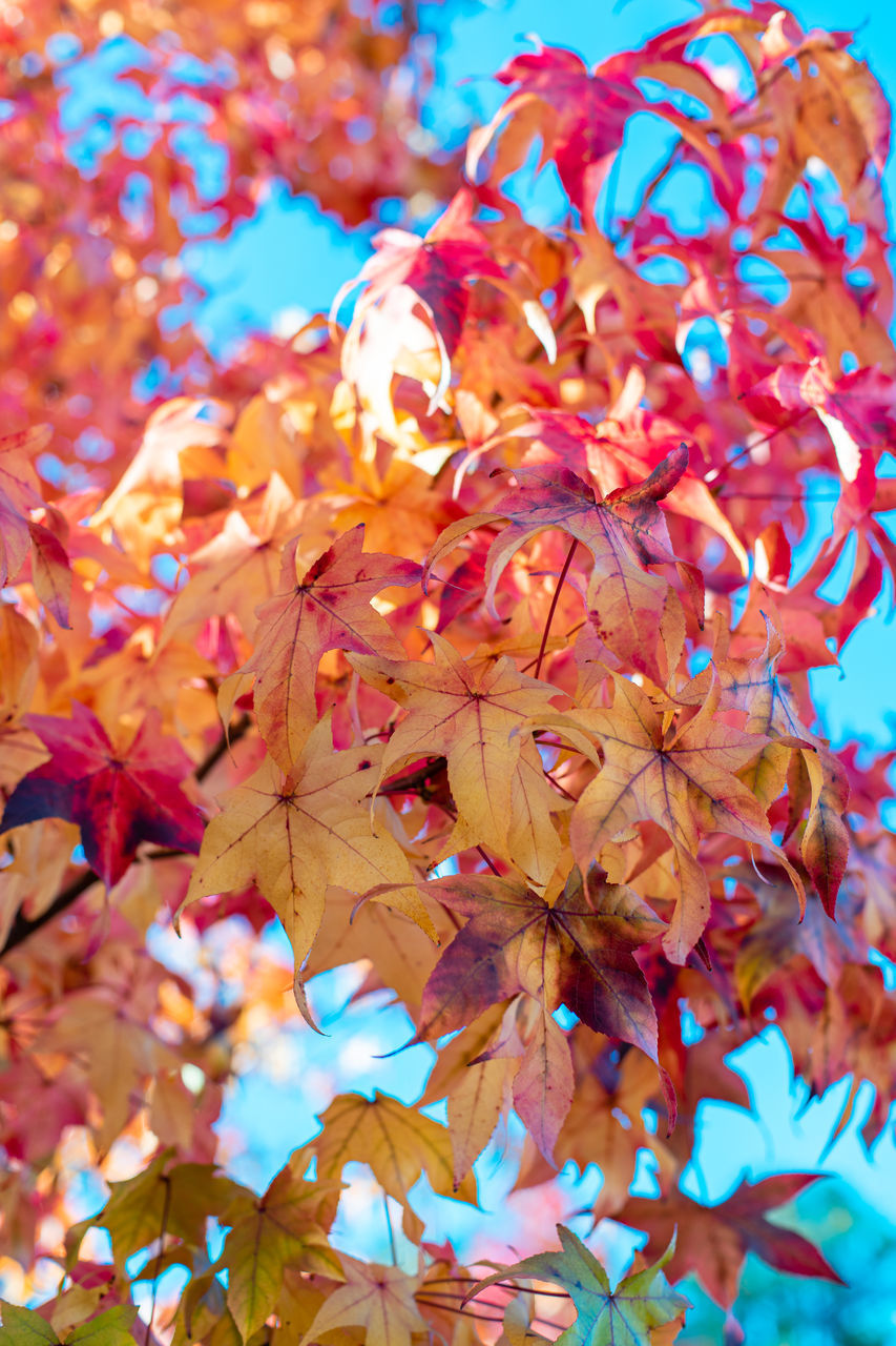 LOW ANGLE VIEW OF AUTUMNAL LEAVES