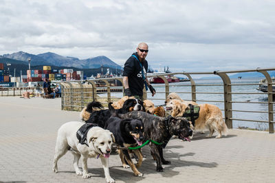 Man with dog on shore against sky