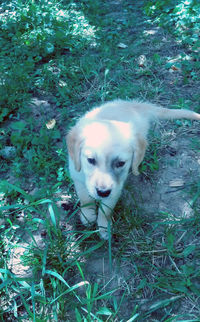 High angle portrait of dog on field