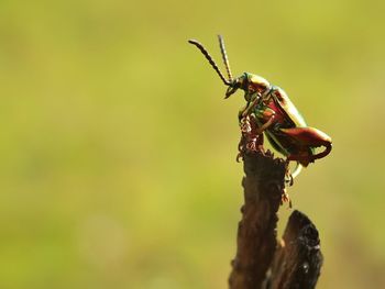 Close-up of insect on plant