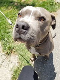 Close-up portrait of dog