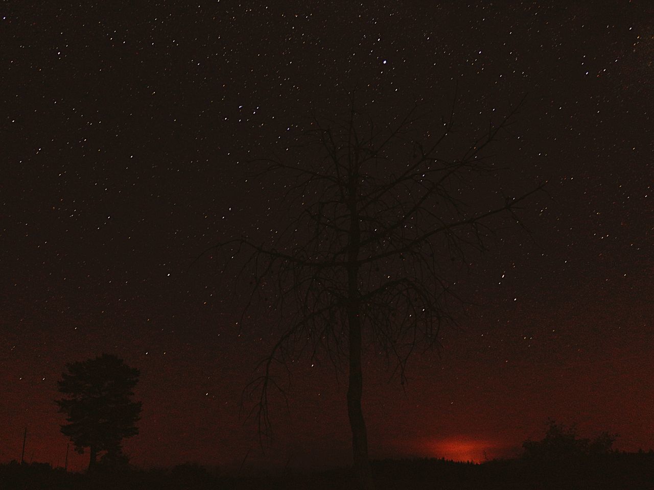 LOW ANGLE VIEW OF SILHOUETTE TREE AGAINST STAR FIELD AT NIGHT