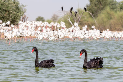 Pair of beautiful black swans swimming in the lake