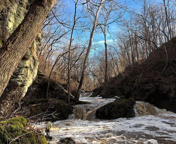 River flowing through forest