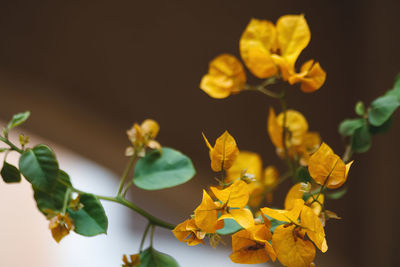 Close-up of yellow flowering plant