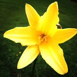 Close-up of yellow flower