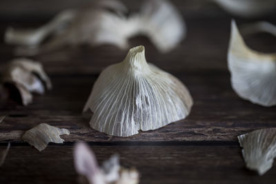 Close-up of mushroom growing on table