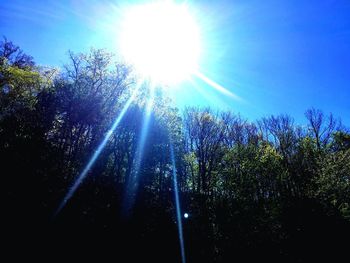 Low angle view of trees in forest against blue sky