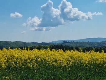 Scenic view of oilseed rape field against sky