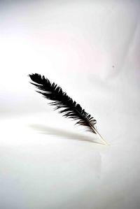 Close-up of feather over white background
