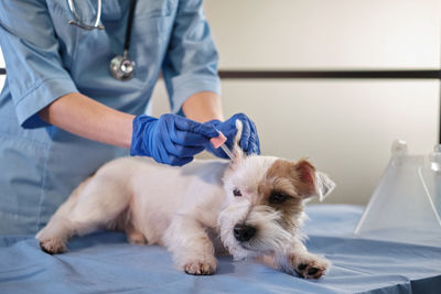 Midsection of veterinarian treating dog in clinic