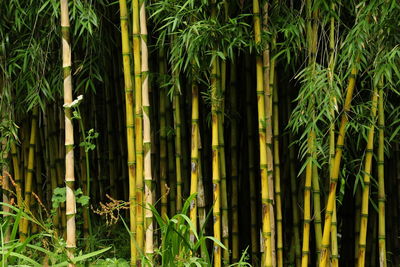 View of bamboo trees in the forest