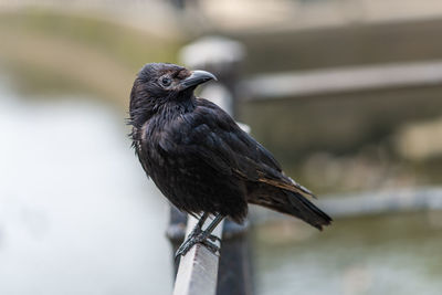 Close-up of bird perching