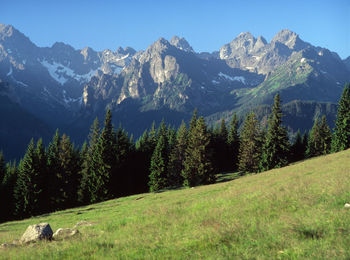 Trees on grassy field against mountains during winter