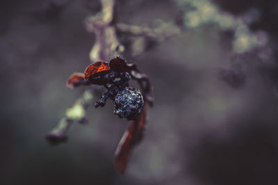 macro photography