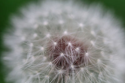 Close-up of dandelion