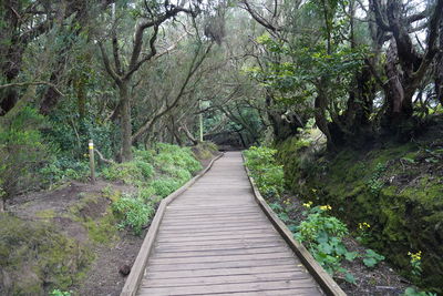 Narrow footbridge along trees in forest