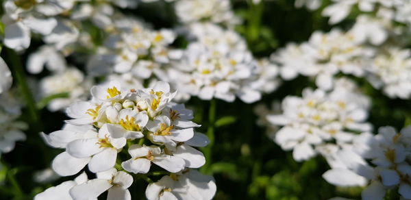 Close-up of white flowering plant