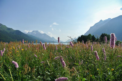 Scenic view of flowering plants on field against sky